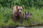 Alaskan brown bear along Alagnak River, Alaska. Art Print